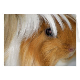 , Peruaans, Buff en White Guinea Pig Face
