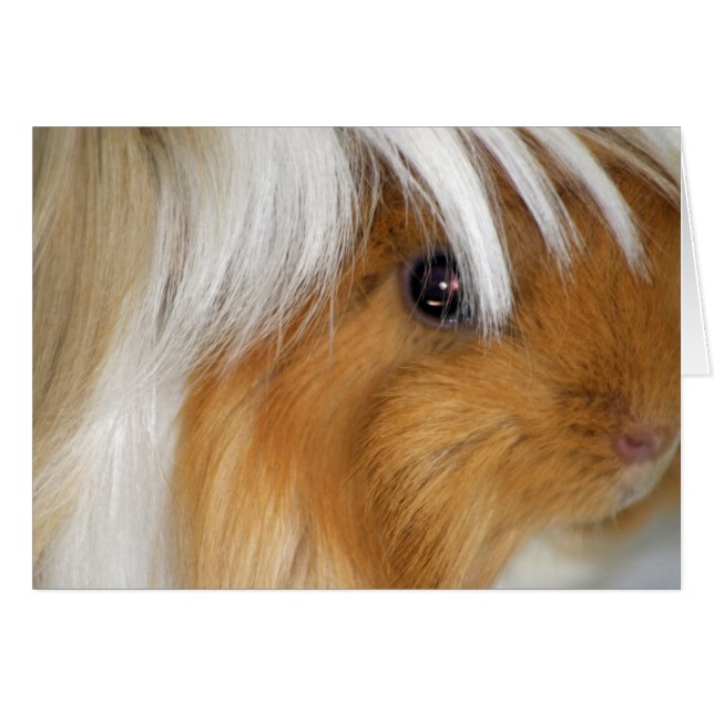 , Peruaans, Buff en White Guinea Pig Face (Voorkant Horizontaal)