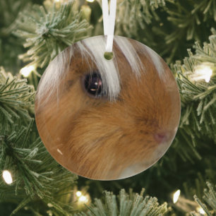 , Peruaans, Buff en White Guinea Pig Face Glas Ornament