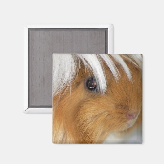 , Peruaans, Buff en White Guinea Pig Face Magneet (Voorkant / Achterkant)