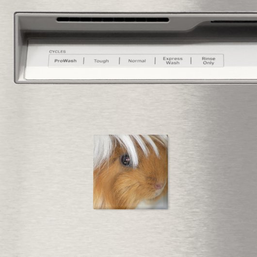 , Peruaans, Buff en White Guinea Pig Face Magneet (Insitu (Vaatwasser))