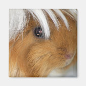 , Peruaans, Buff en White Guinea Pig Face Magneet (Voorkant)