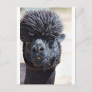 Peruaanse alpaca met luie haar briefkaart