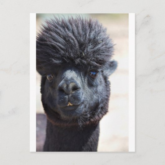 Peruaanse alpaca met luie haar briefkaart (Voorkant)