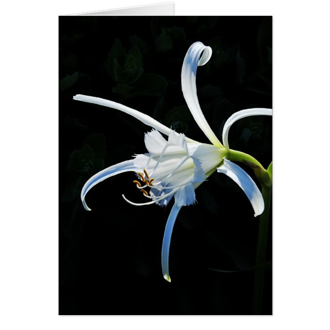 Peruaanse Daffodil White Ribbons (Voorkant)