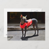 Peruvian Hairless Dog Briefkaart (Voorkant / Achterkant)