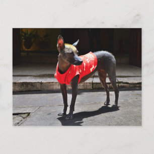 Peruvian Hairless Dog Briefkaart