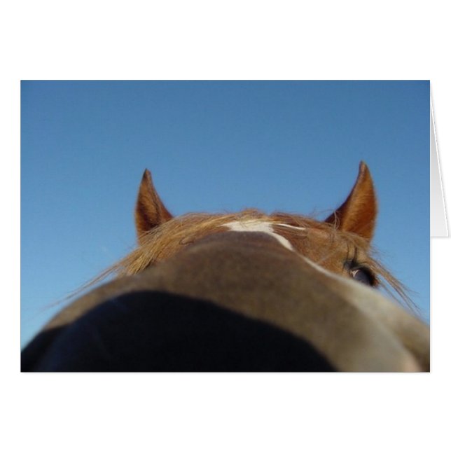 Peruvian Paso Gaited Horse Filly - Nose (Voorkant Horizontaal)