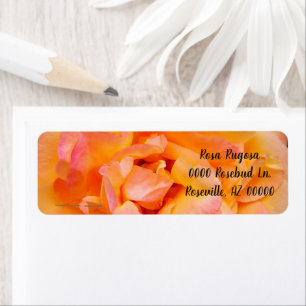 Perzik Geel Roze Blend Roos Flower Foto Etiket