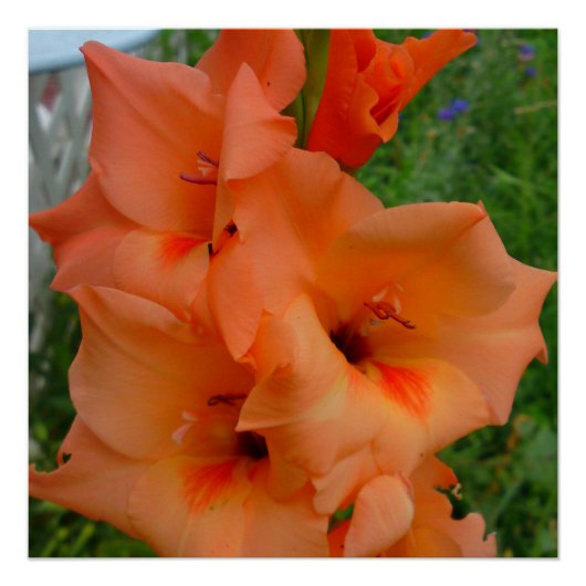 Perzik Gladiola Poster Perfect Poster (Voorkant)