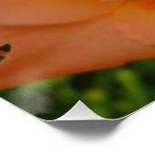 Perzik Gladiola Poster Perfect Poster (Hoek)