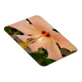 Perzik Hibiscus bloem Magneet (Rechterzijde)