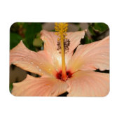 Perzik Hibiscus bloem Magneet (Horizontaal)