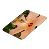 Perzik Hibiscus bloem Magneet (Linkerzijde)