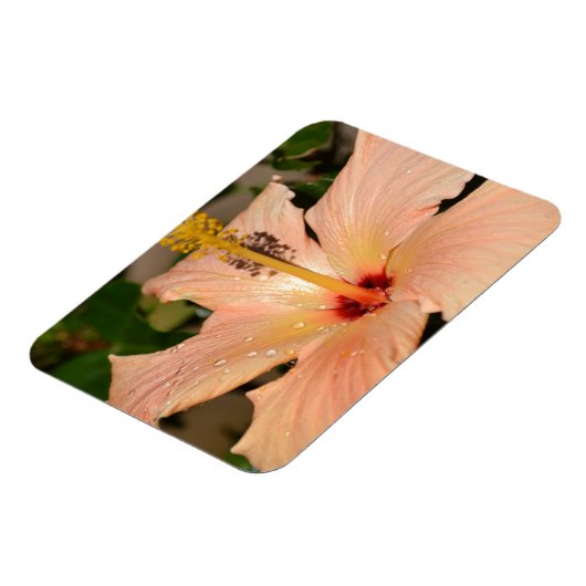 Perzik Hibiscus bloem Magneet (Linkerzijde)
