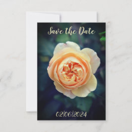 Perzik Oranje Tuin Roos Bloem Bewaar de Datum Save The Date