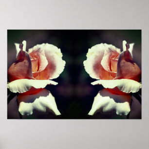 Perzik Roosknop Bloem Spiegel Natuur Kunst Poster