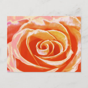 Perzik roze blush roos briefkaart