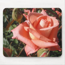Perzik Roze Roos