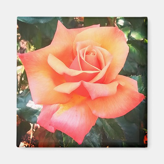 Perzikbloem Magneet (Voorkant)