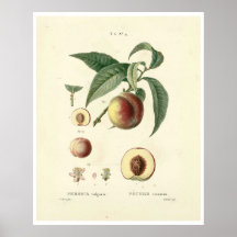 perzikboom (Prunus persica) N.4 Poster