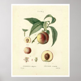 perzikboom (Prunus persica) N.4 Poster