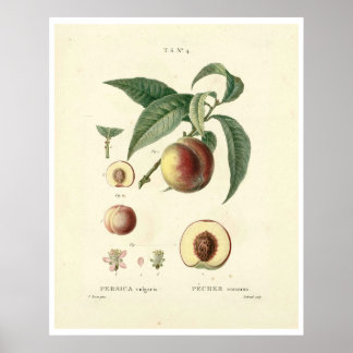 perzikboom (Prunus persica) N.4 Poster