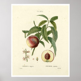 perzikboom (Prunus persica) N.6 Poster