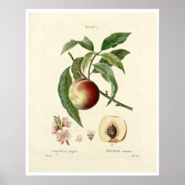 perzikboom (Prunus persica) N.7 Poster