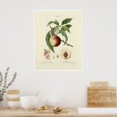  perzikboom (Prunus persica) N.7 Poster (Keuken)