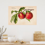 Perziken (Prunus Persica) van Royal Charles Steadm Poster (Keuken)