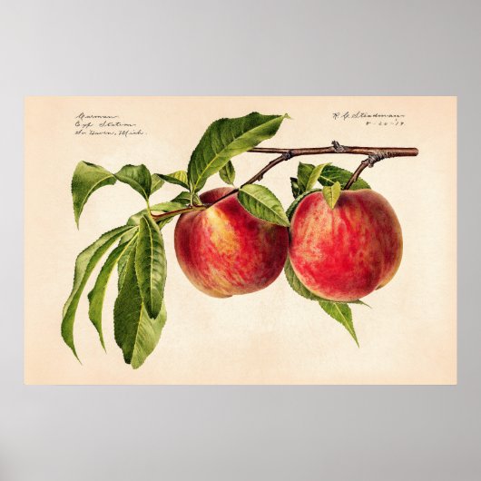 Perziken (Prunus Persica) van Royal Charles Steadm Poster (Voorkant)