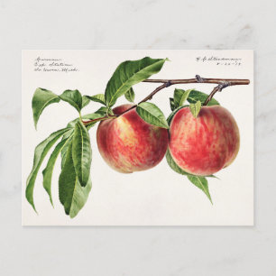 Perziken (Prunus Persica) Waterverf van fruit Briefkaart