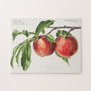 Perziken (Prunus Persica) Waterverf van fruit Legpuzzel