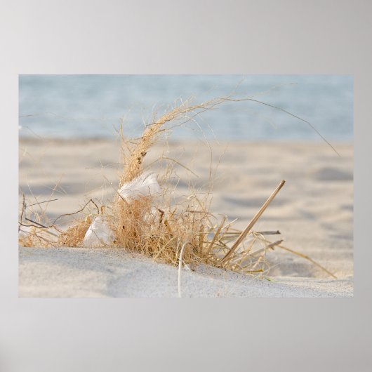 Perzikgras met veren poster (Voorkant)