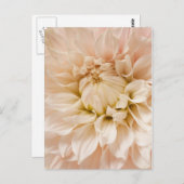Perzikkleurig, roze, wit en roam Dahlia - Dahlias Briefkaart (Voorkant / Achterkant)
