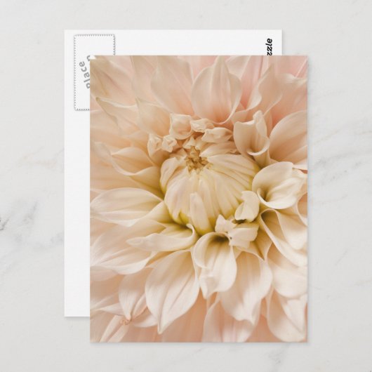 Perzikkleurig, roze, wit en roam Dahlia - Dahlias Briefkaart (Voorkant / Achterkant)