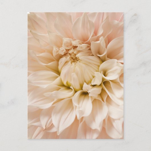 Perzikkleurig, roze, wit en roam Dahlia - Dahlias Briefkaart (Voorkant)