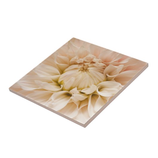 Perzikkleurig, roze, wit en roam Dahlia - Dahlias Tegeltje (Zijkant)