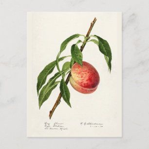 Perzikpasta (Prunus Persica) Waterverf Briefkaart