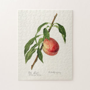 Perzikpasta (Prunus Persica) Waterverf Legpuzzel