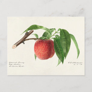 Perzikpruik (Prunus Persica) Briefkaart