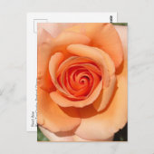 PerzikRoos Briefkaart (Voorkant / Achterkant)