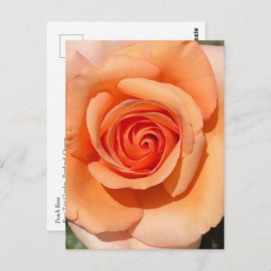 PerzikRoos Briefkaart (Voorkant / Achterkant)