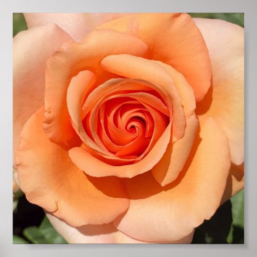 PerzikRoos Poster (Voorkant)