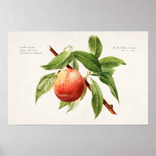 Perzikspek (Prunus Persica) Poster (Voorkant)