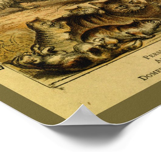  Perzisch Angola Cat Natural History Print (Hoek)