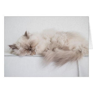 Perzisch kat
