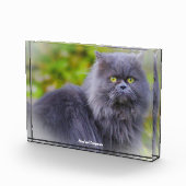 Perzisch kat fotoblokken (Rechts)