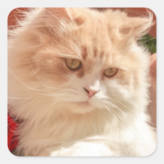 Perzisch kat vierkante sticker (Voorkant)